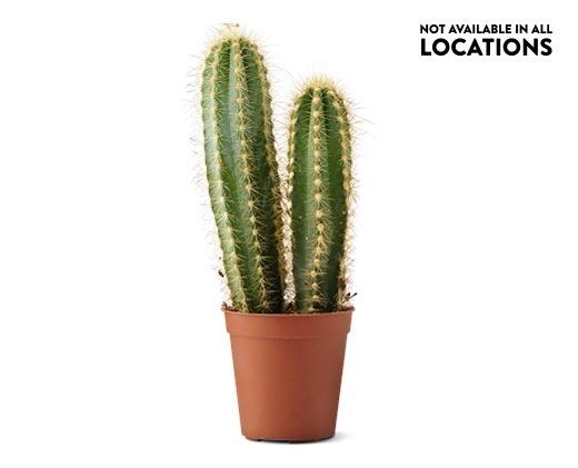 Mini Cactus Assorted Varieties