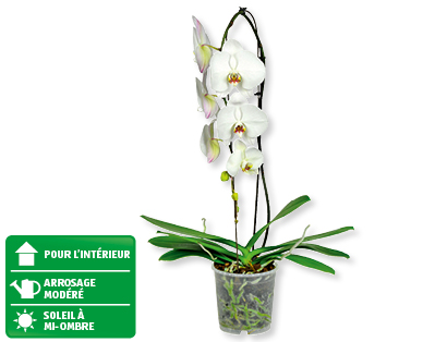 Phalaenopsis en cascade