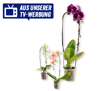Phalaenopsis "Cascade"