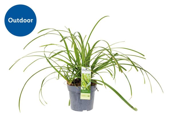 Ornamental Grass