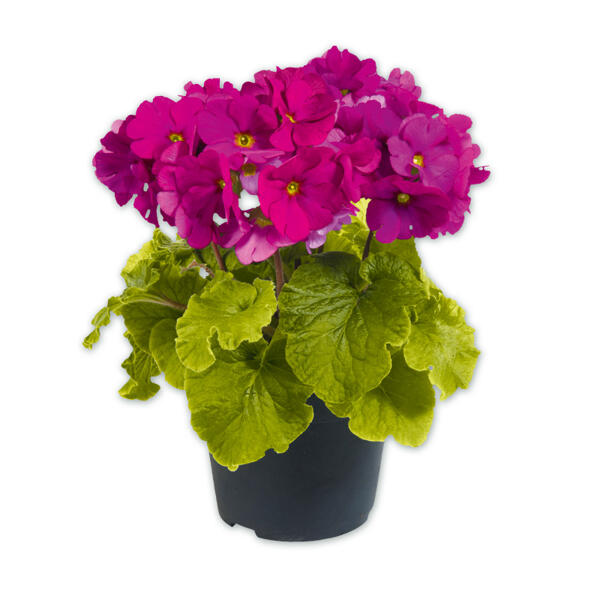 Primula Obconica "Touch me"