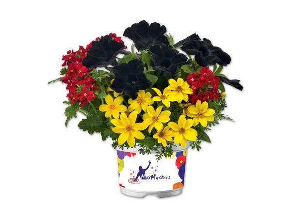 Pflanzkombination 3-färbig „Sunny Black"