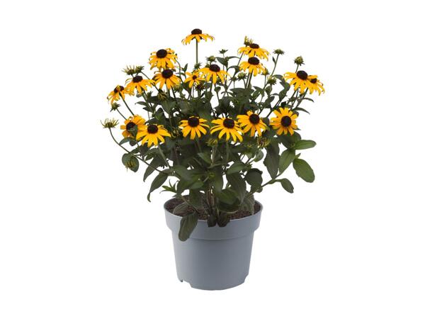 Perennial Collection