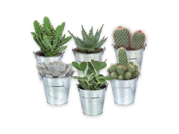 Cactus or succulents