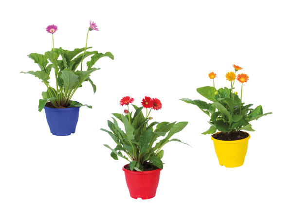 Gerbera Garvinea Maxi XL