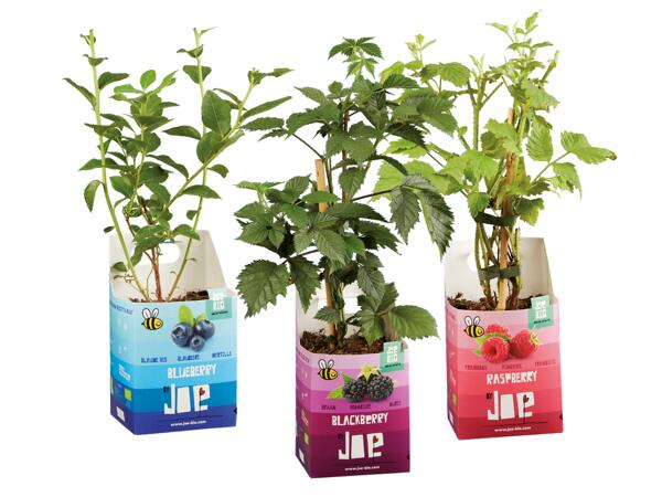 Berries Plants