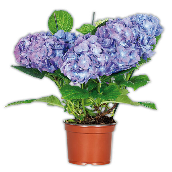 Hortensie