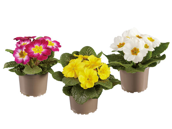 Primula Acaulis