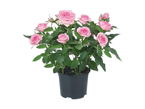 Rosiers en pot