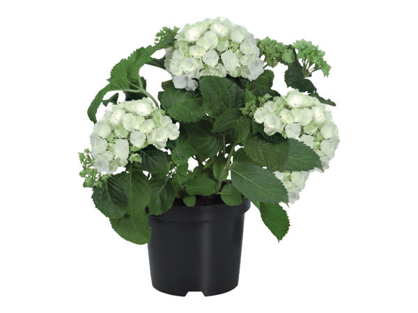 Garden Hydrangea1