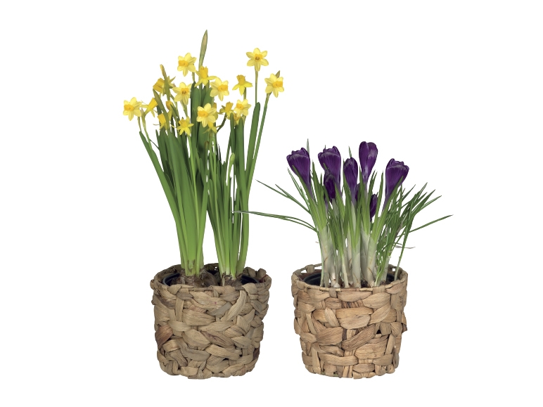 Flowering Bulbs in Decorative Pot
