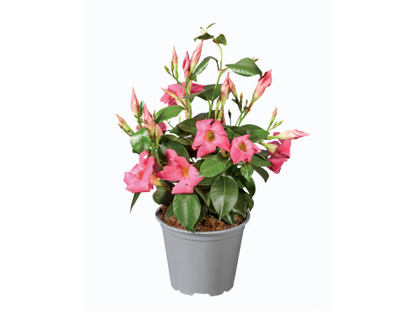 Dipladenia