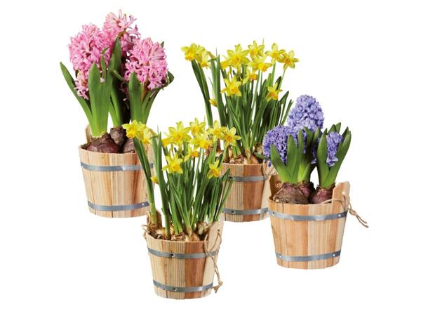 Bulbs