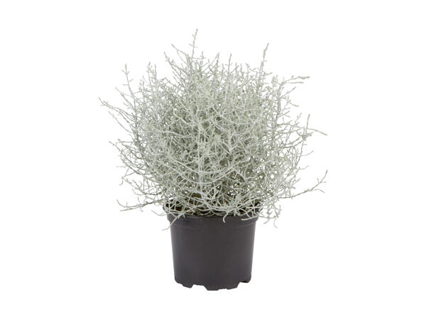 Calocephalus brownii