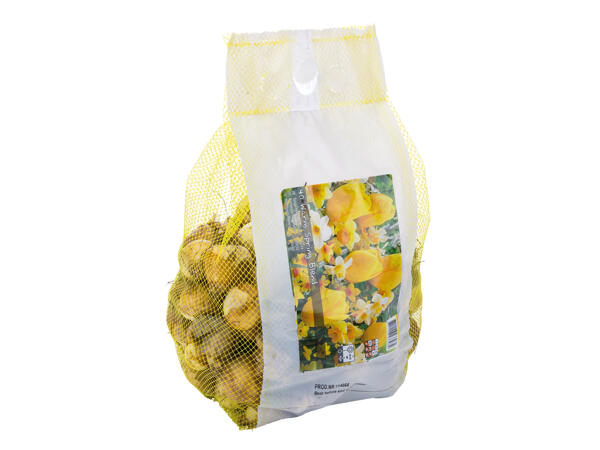 Landscape Mix Bulbs