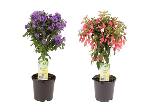 Opstammet terrasseplante