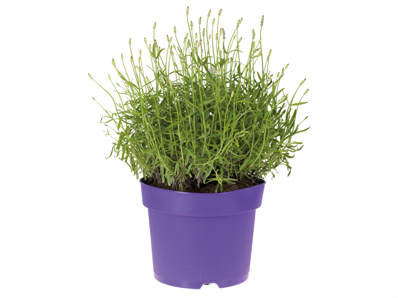 Lavendel angustifolia