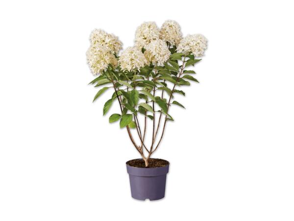 Rispenhortensie