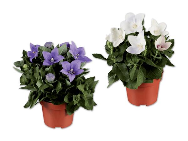 Ballonblume (Platycodon)