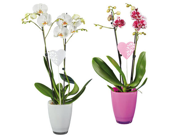Orchidee im Glasübertopf mit Stecker