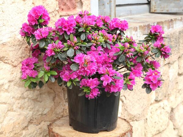 Rhododendron