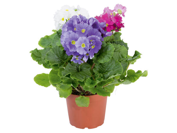 Primula obconica