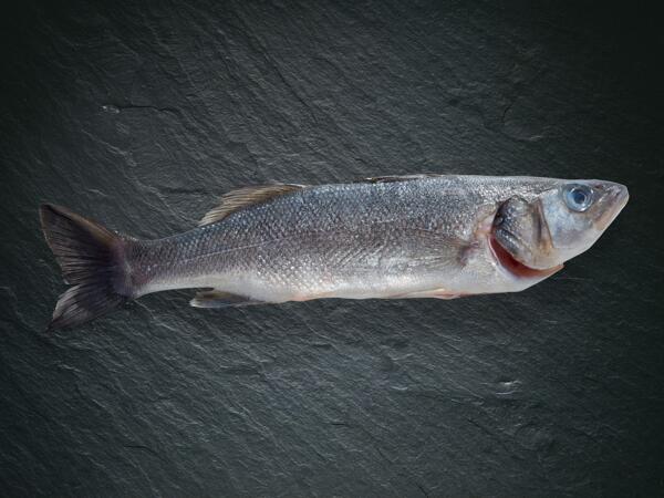 Branzino bio