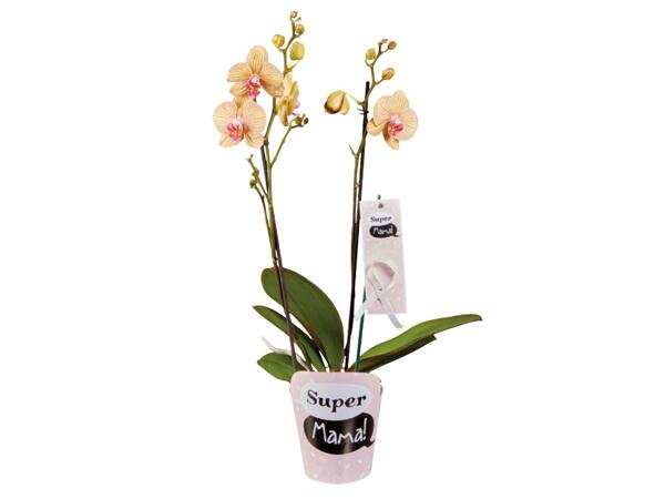 Super Mama Orchid
