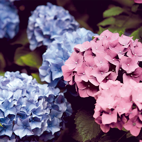 Hortensie