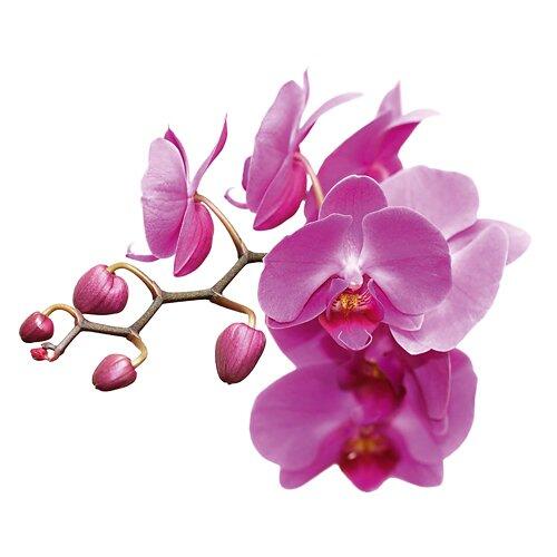 Orchidee