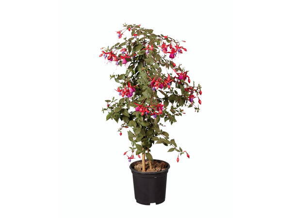 Fuchsienhochstamm