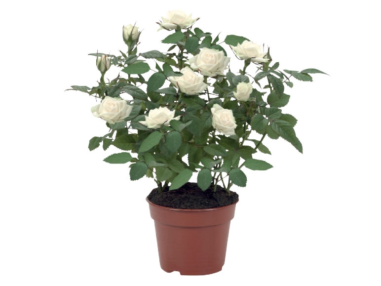 Mini Rose