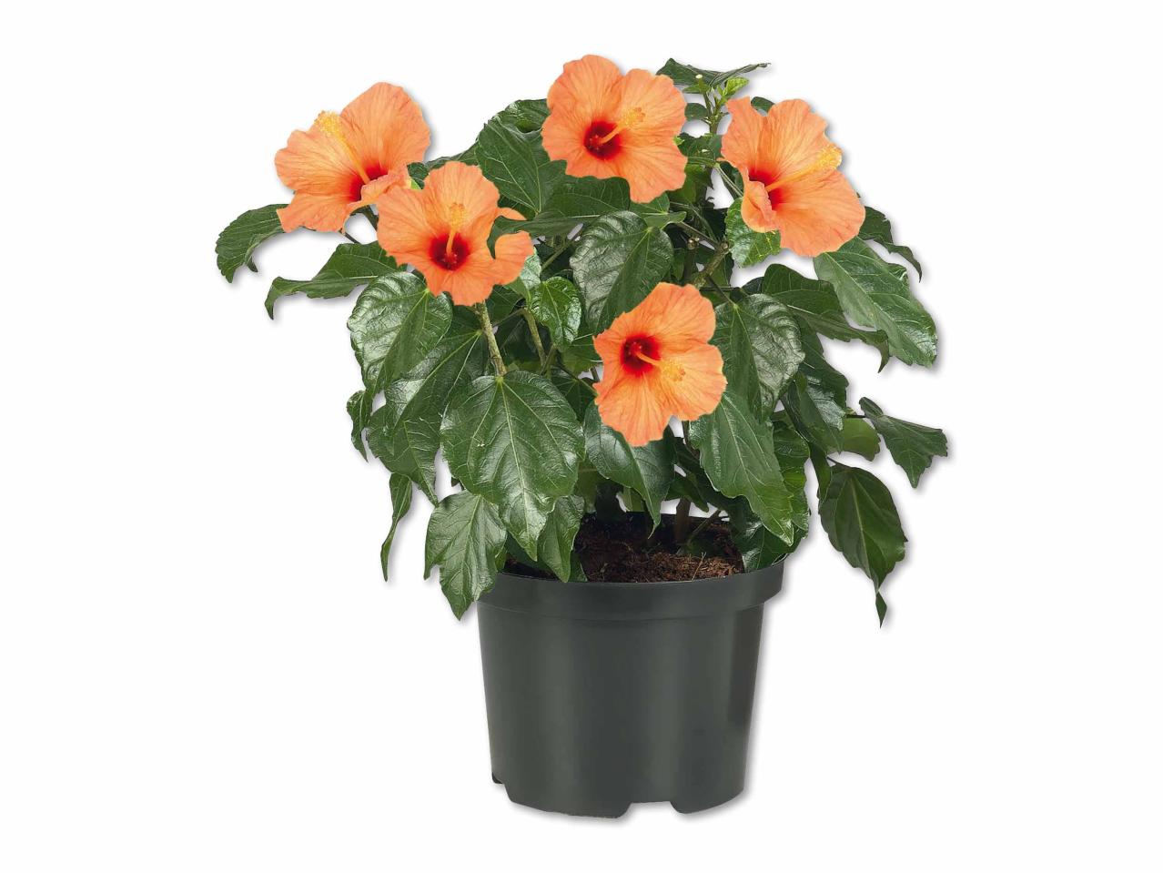 Buisson d'hibiscus