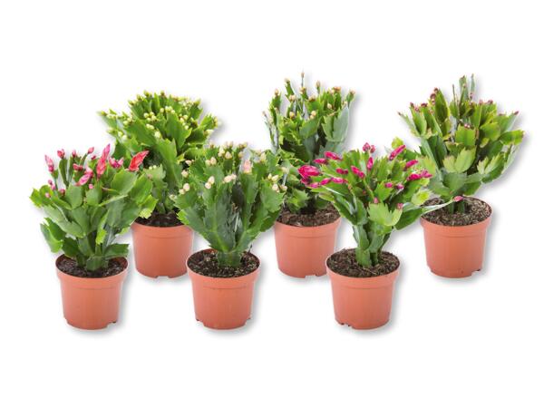 Schlumbergera