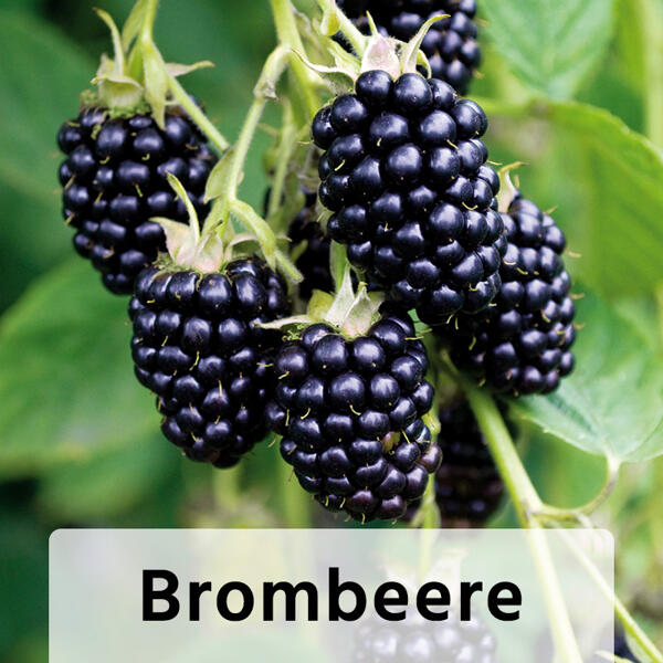 Himbeeren / Brombeeren XL – die Großen