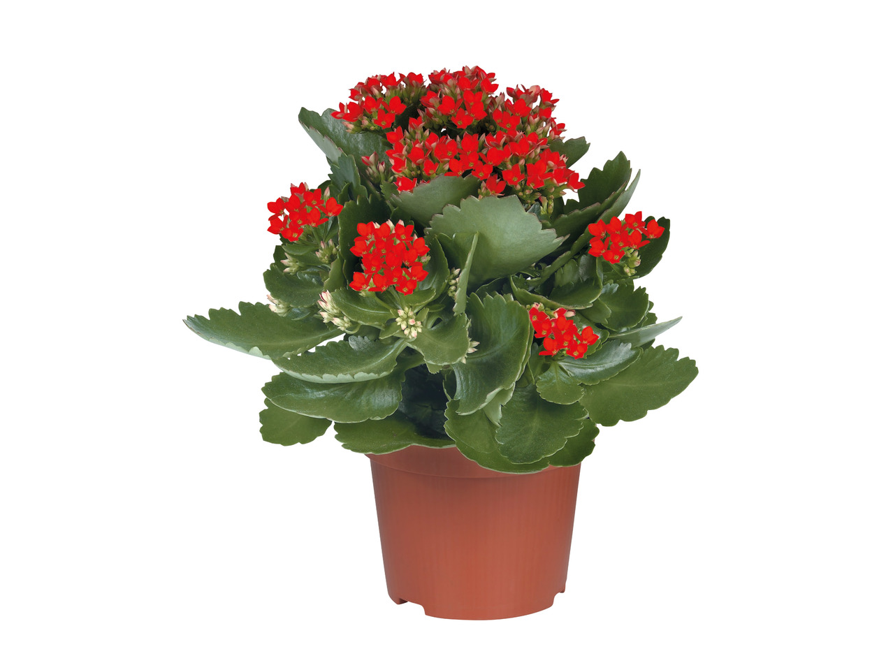Flowering Plants1
