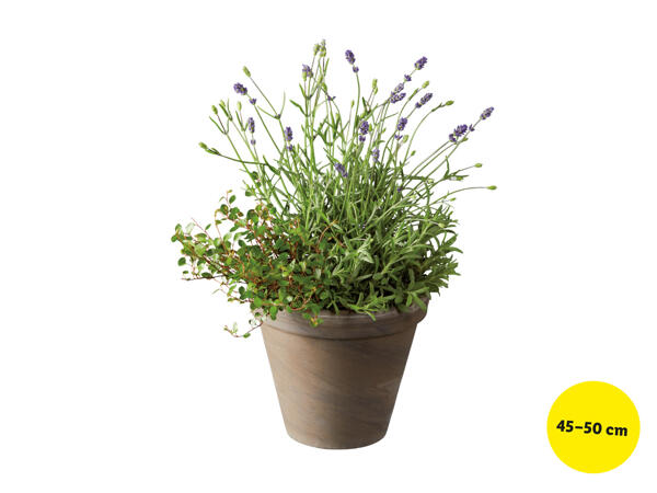 Lavendel och plättar i luften