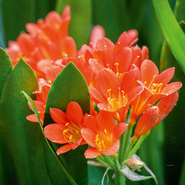 Clivia