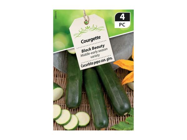 Courgette Premium Seeds