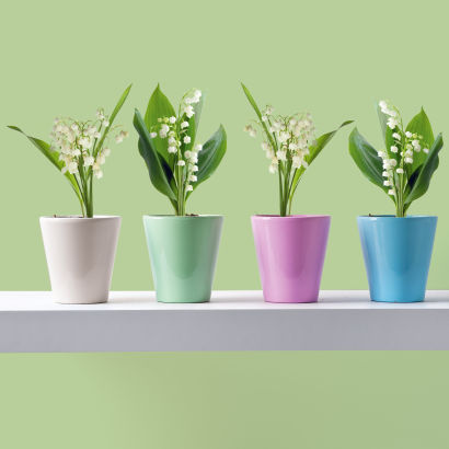 Muguet