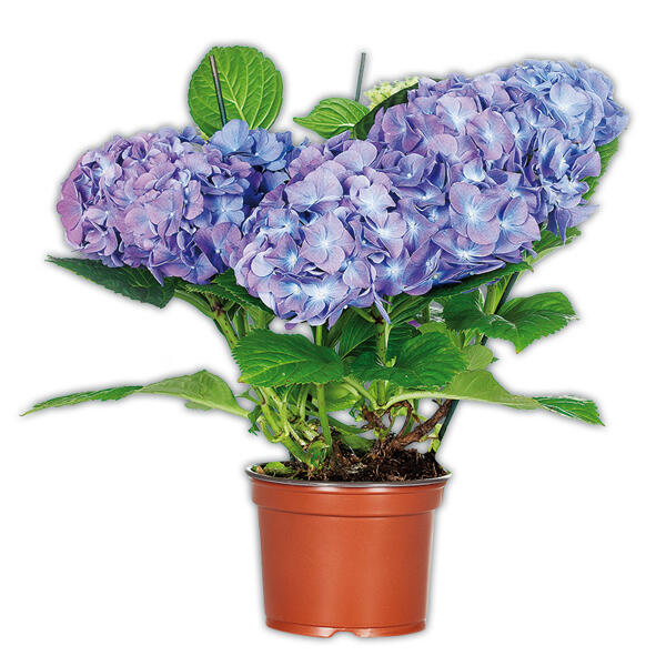 Hortensie XL