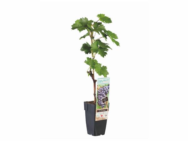 Plante verte en pot design ou Pieds de vigne grand modèle ou Orchidée 2 tiges
