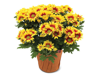 6" Fall Floral Mum