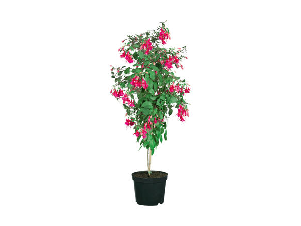Fuchsia sur tige