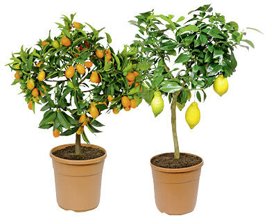 PIANTE MEDITERRANEE
