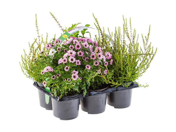 Outdoor miks 6-pak