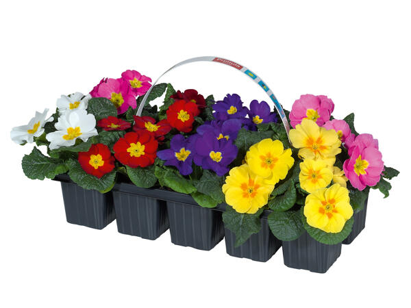 Primula Acaulis