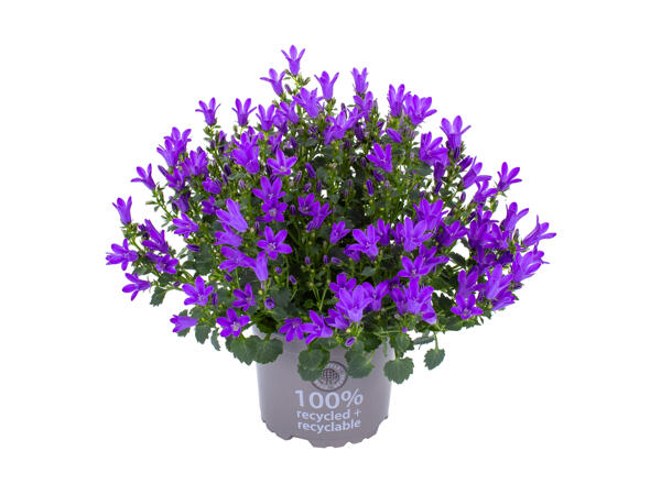 Klokkeblomst