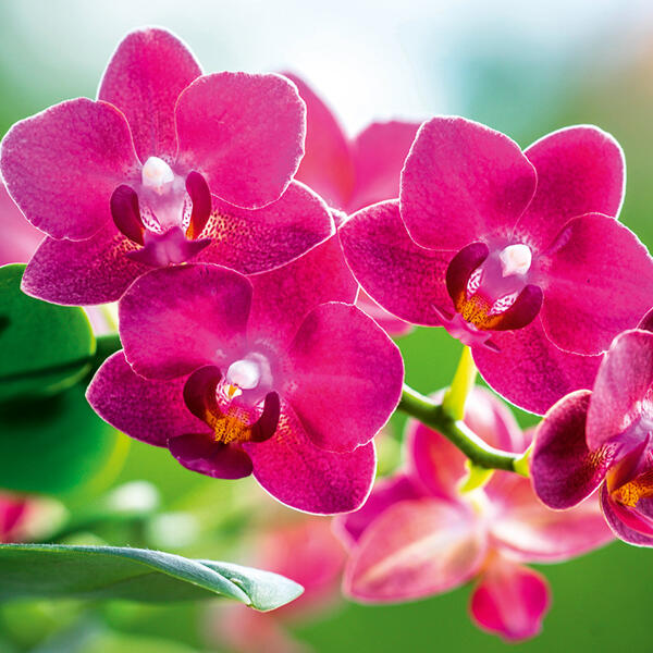 Orchideen-Mix