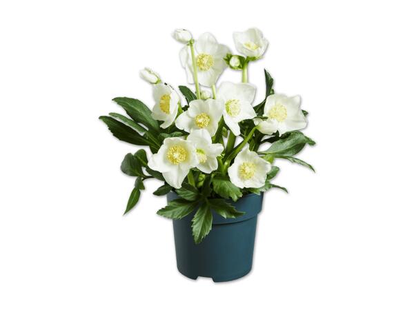 Christrose